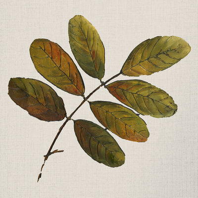 Image Not Available